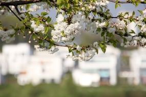 spring flowering of a tree on a sunny day