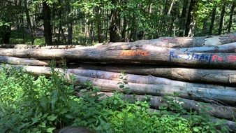 logs in a forest in germany