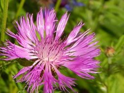 mountain knapweed blossom