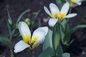 blooming white-yellow flower in the flowerbed