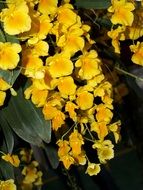 bright yellow orchids as a decoration