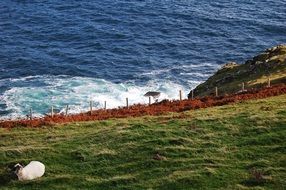 delightful Sheep at the Sea