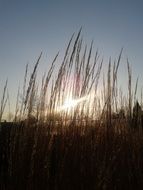 the sun behind the grass