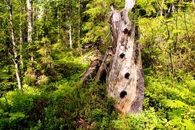Tree Collection Rot