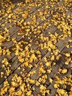colorful autumn foliage on wooden flooring