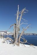 frozen leafless tree in cold season