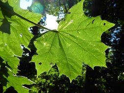 green leaf of maple in the light