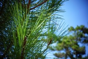 Pine trees in summer