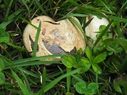 mushroom among green leaves of grass