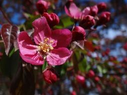 captivating Apple Blossom