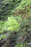 fern among forest plants