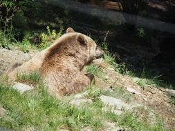 extraordinary Brown Bear