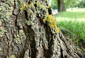 tree bark on a trunk with green moss