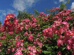 Autumn fresh blooming rose Bush