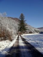 spruce Tree beside of Path on Snowy Winter, Slovakia