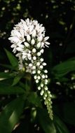 veronica spicata, White Flowers close up