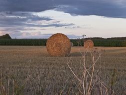 bales of straw on stubble at dusk