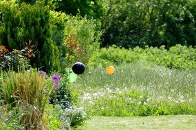 amazing Summer Meadow