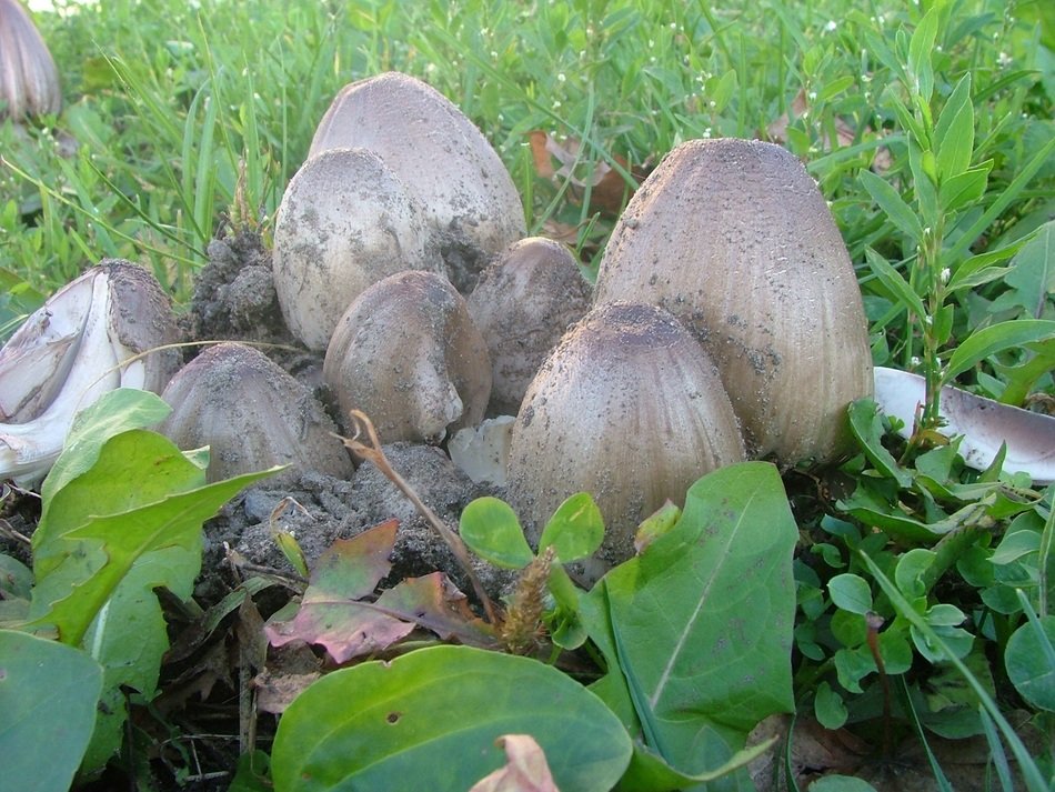 Beautiful mushrooms and green leavrs