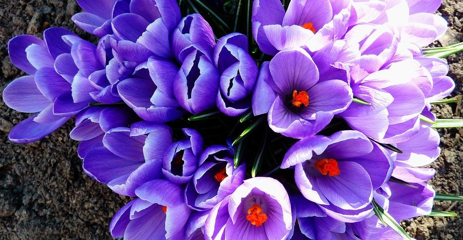 Beautiful flowers of the plants in april