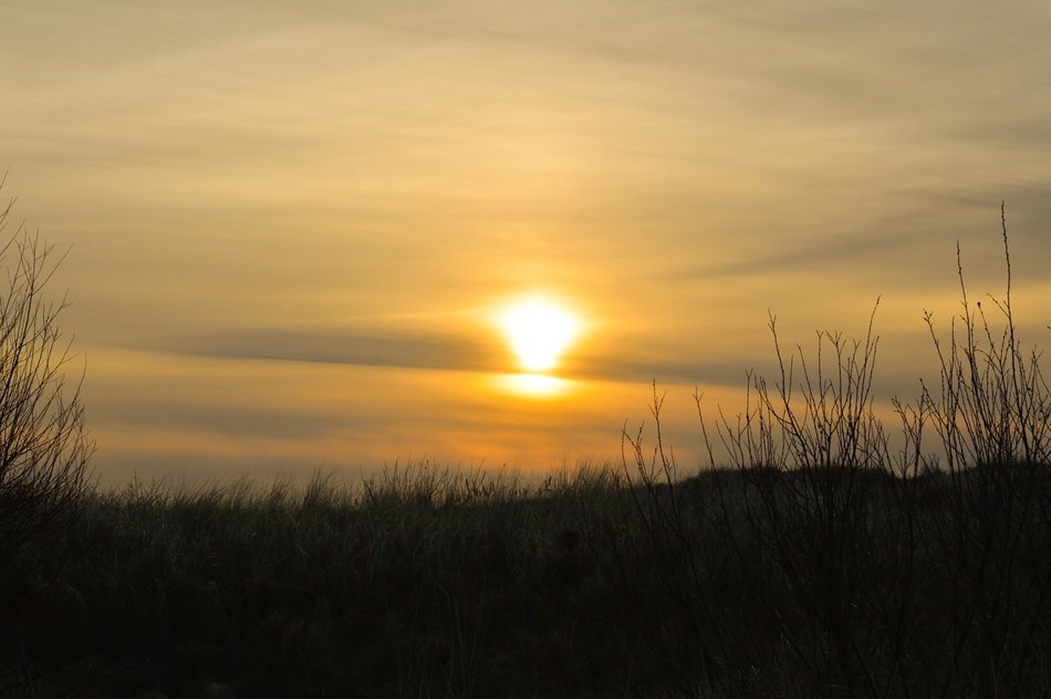 yellow twilight over silhouettes of plants