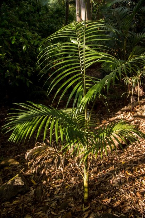 palm tree in subtropical climate
