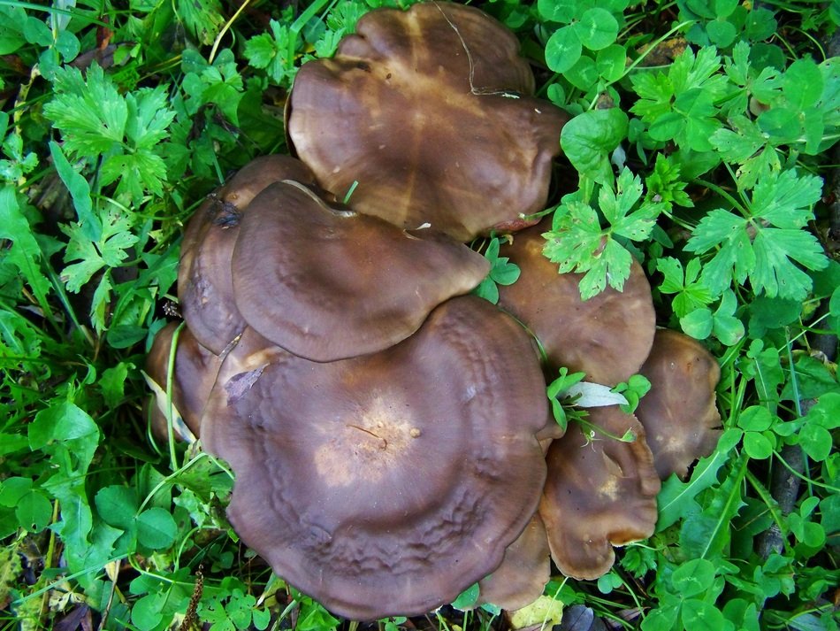 Brown mushroom in nature on green leaves