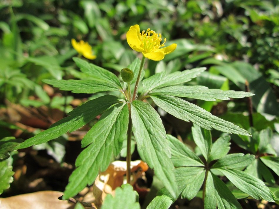 blooming yellow buttercup in the forest