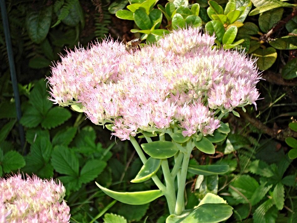 Beautiful colorful stonecrop flowers