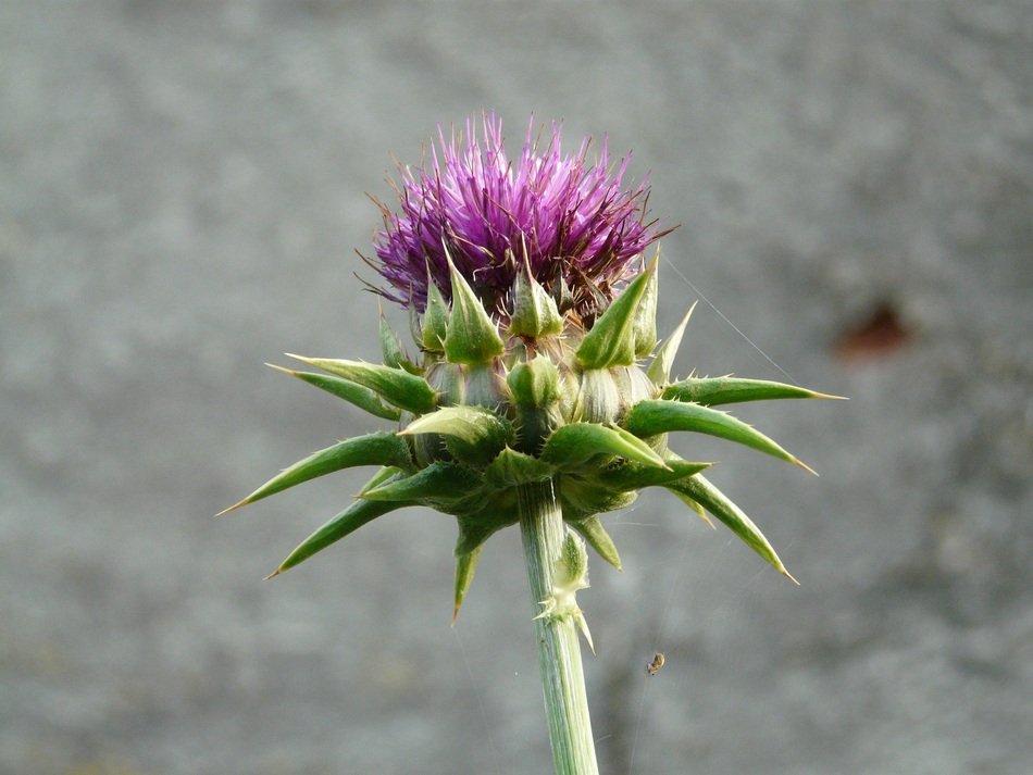 Contrast of the thistle