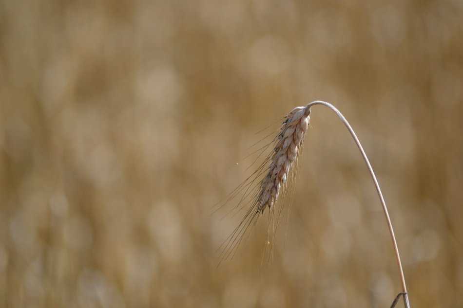 spike on blurry background close-up