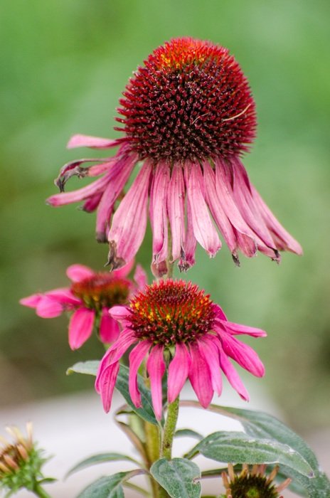Cone Flower
