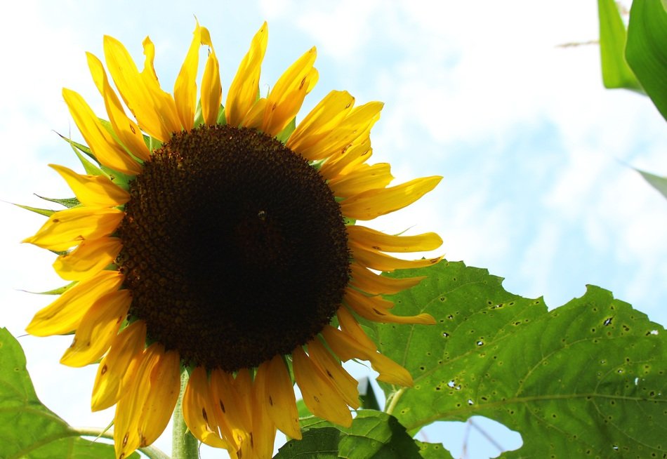 sunflower against sky background close up