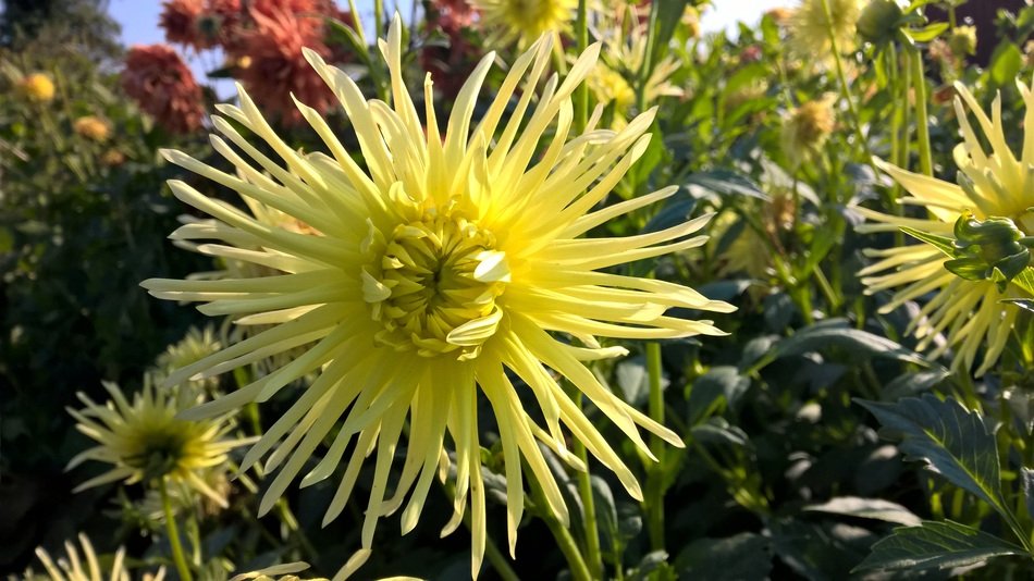 yellow garden blossom