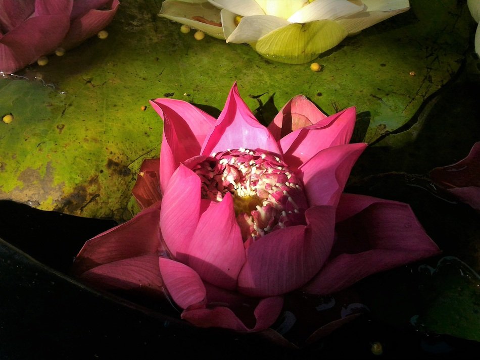 stunningly beautiful Lotus Pink