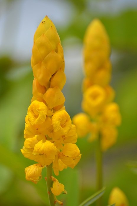 yellow wild flower in spring