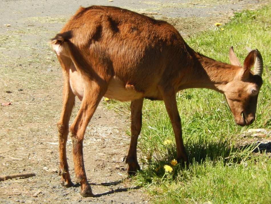 Cute and beautiful, brown, pregnant goat chews grass near the path