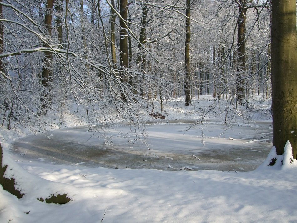 Landscape of the wintry forest in Dalfsen, Netherlands