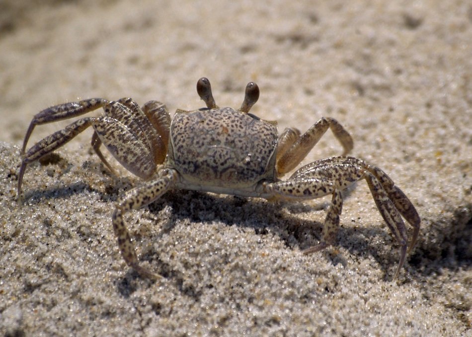 Crab Beach