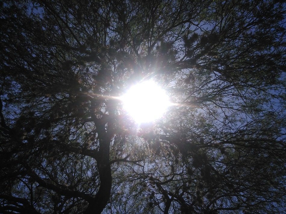 Sunlight Look Up between Trees scene