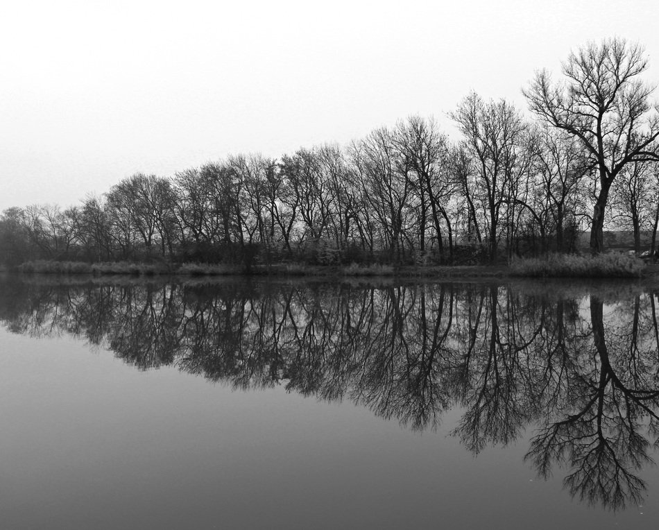 Black and white photo of the Trees by the Water