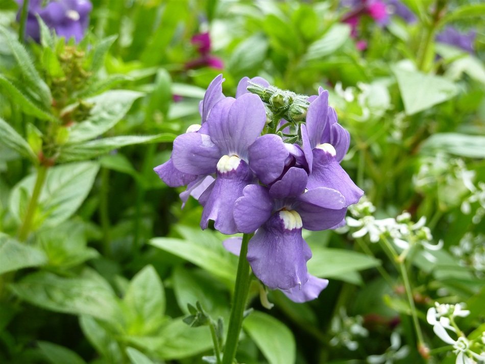 purple flowers like lips
