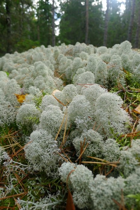 fluffy moss in a coniferous forest in Sweden