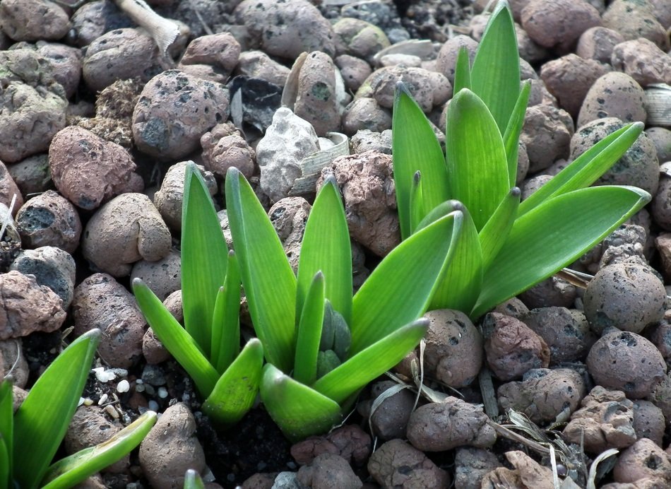 Green blooming plants in the stones in spring