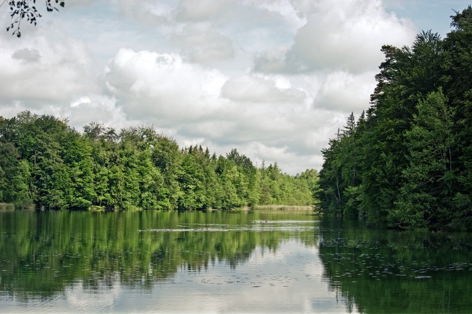 green forest trees near the lake