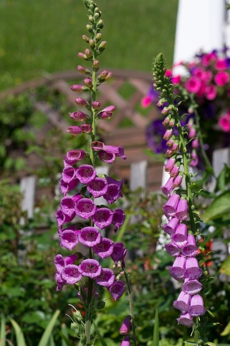 closeup photo of common foxglove in the garden