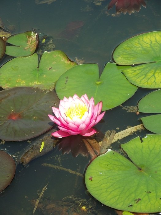 beautiful flower in the lake