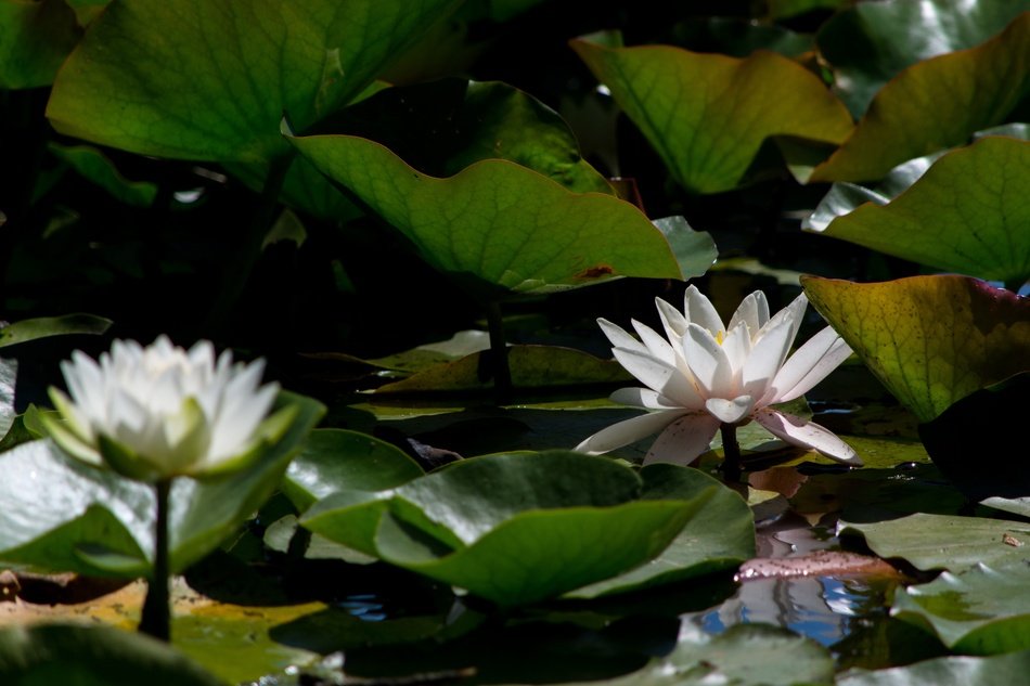 thickets of light water lilies on a pond