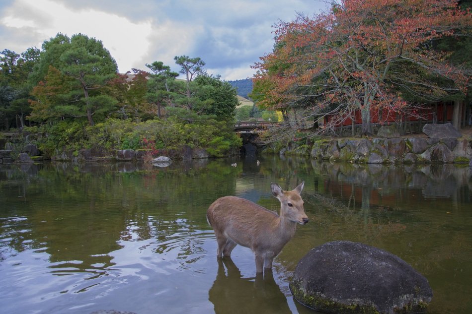 Deer in the pond in Japan