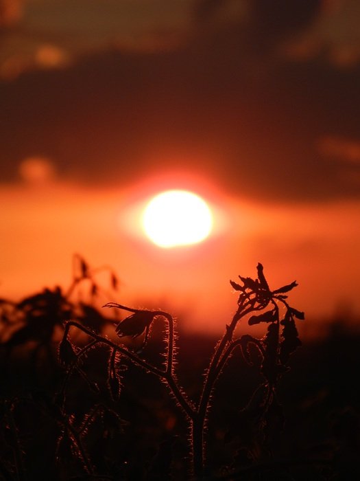 quite mood of nature at sunset